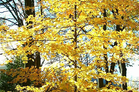 Fall colors - Maple Tree