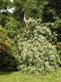 Wind damage in our area-